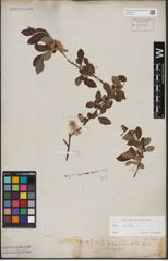 Foto von Salix aurita L.